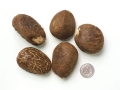 Orzech tagua